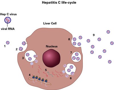 Hepatitis Cell